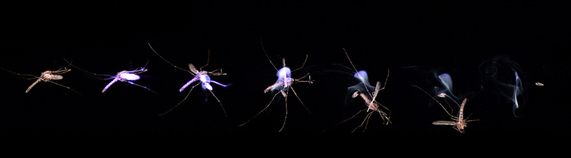 Illustration for article titled Por qué aún no existe un cañón láser para aniquilar mosquitos en pleno vuelo